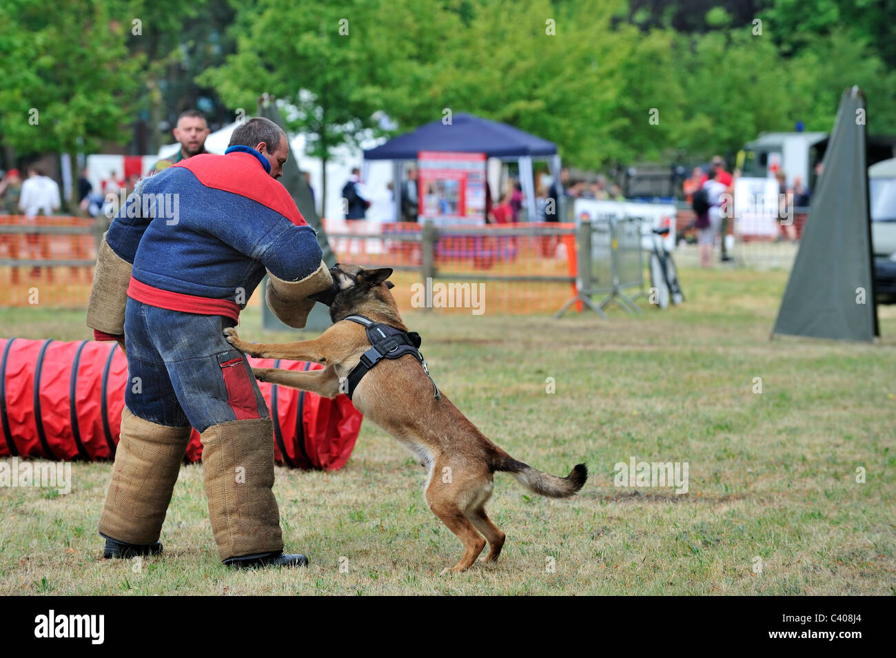 Militärischen Angriff Hund, belgische Schäfer Hund / Malinois, beißt Mann in Schutzkleidung beim Tag der offenen Tür der Armee in Belgien Stockfoto