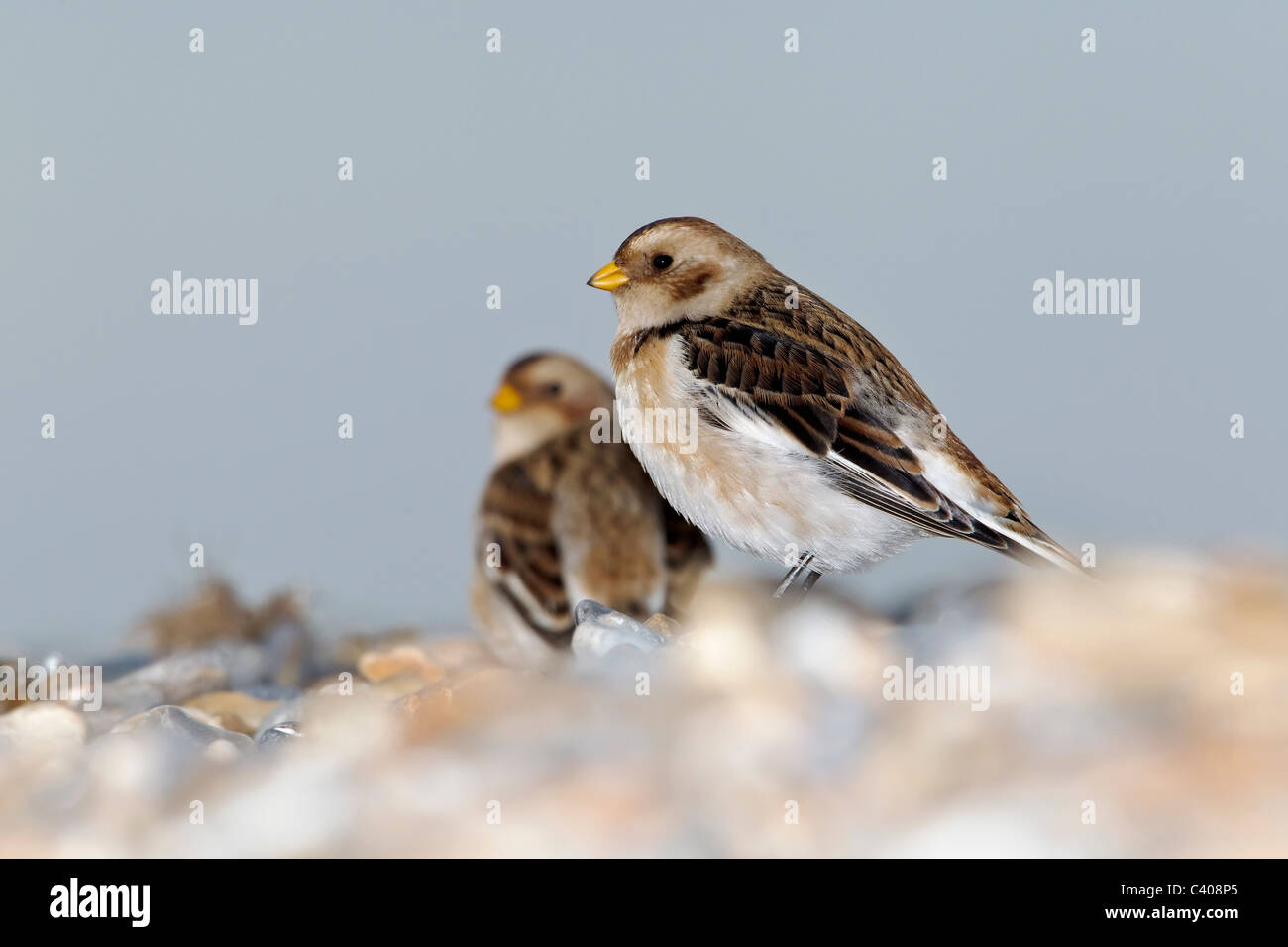 Eine weibliche Winterkleid Snow Bunting Stockfoto