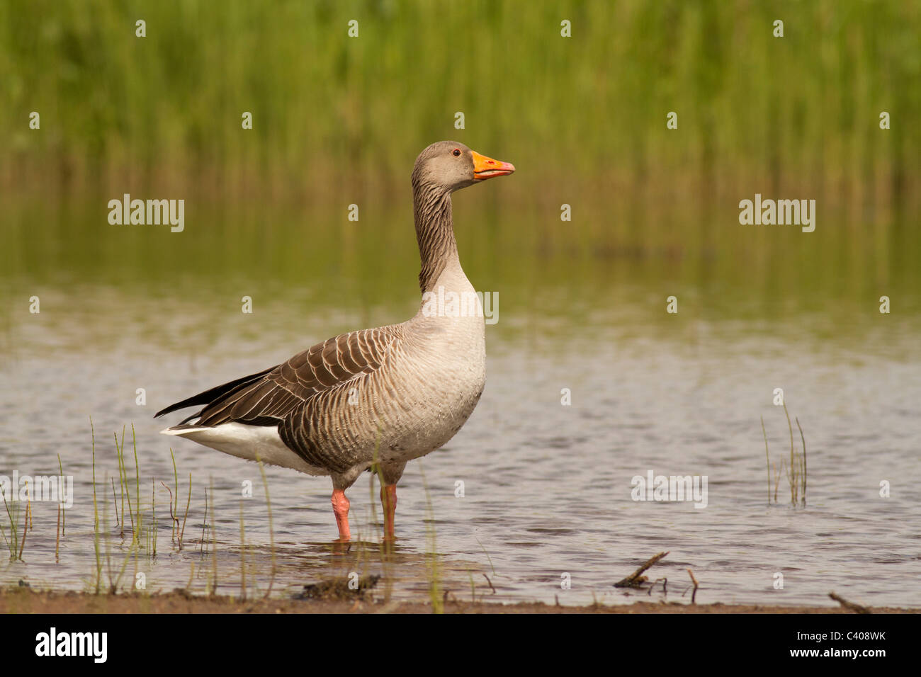 Graugans Anser Anser Marazion Marsh RSPB, Cornwall Stockfoto