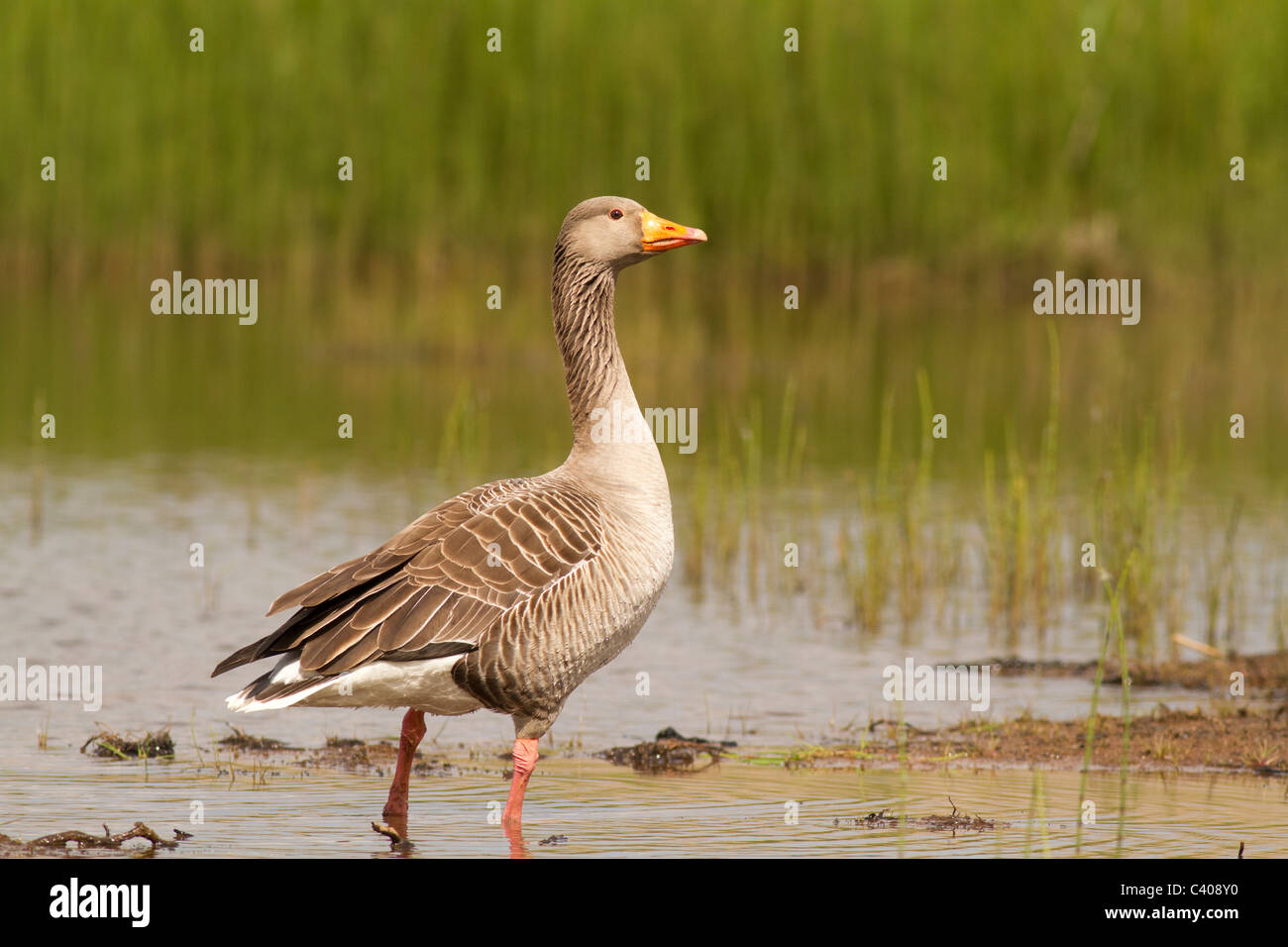 Graugans Anser Anser Marazion Marsh RSPB, Cornwall Stockfoto