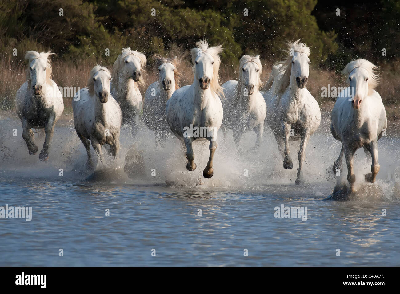 Pferderennen in einem Teich in der Camargue in Südfrankreich Stockfoto