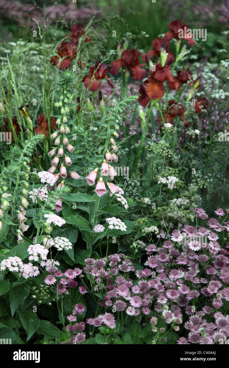 Fingerhut, Astratia, Iris in Laurent Perrier Garten, Chelsea Flower Show 2011 Stockfoto
