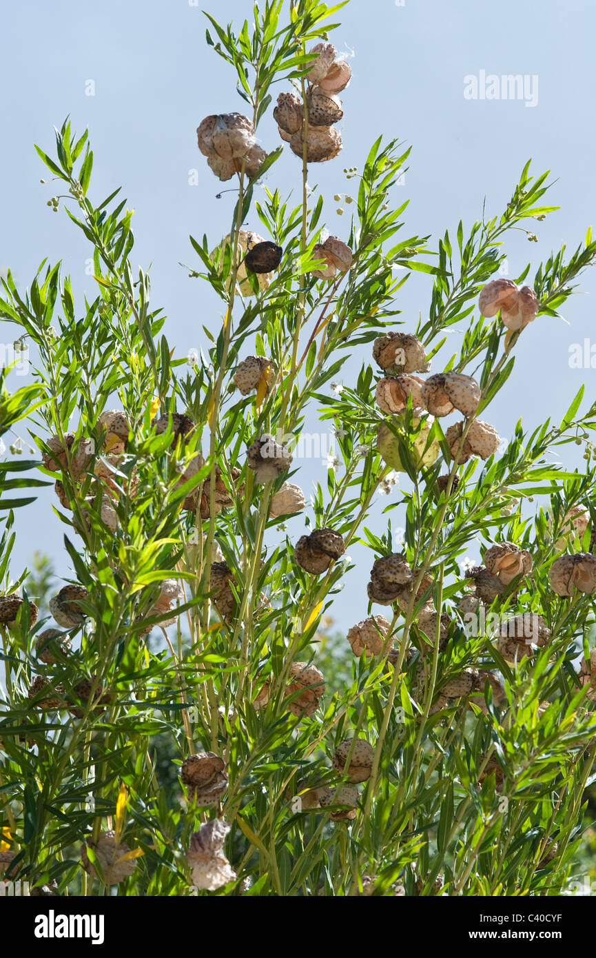 Ballon Milkwood (Gomphocarpus Physocarpus = Asclepias Physocarpa) Blätter als Schnupftabak für Kopfschmerzen Kirstenbosch Cape verwendet Stockfoto