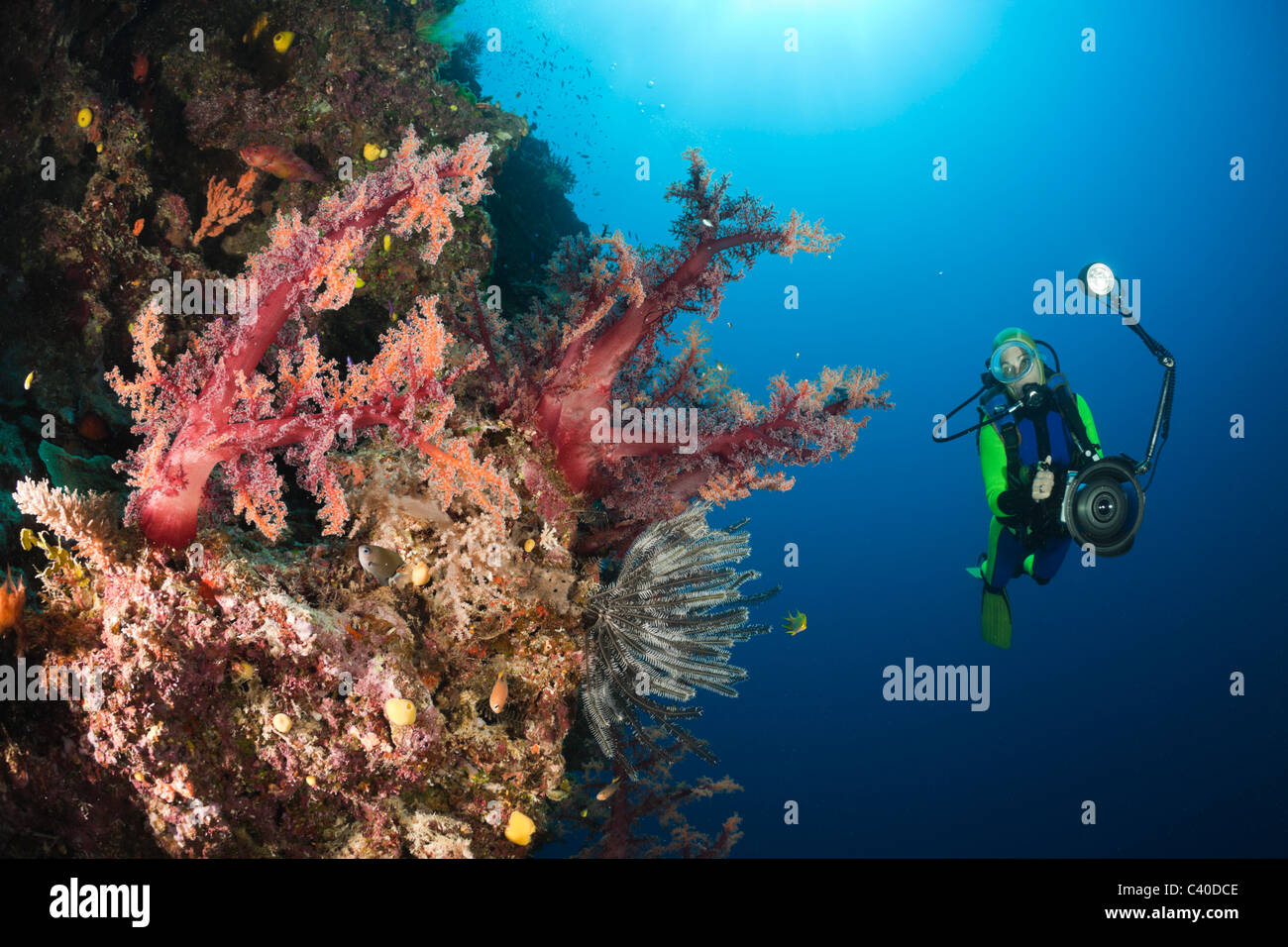 Taucher und rote Weichkorallen, Dendronephthya SP., Wakaya, Lomaiviti, Fidschi Stockfoto