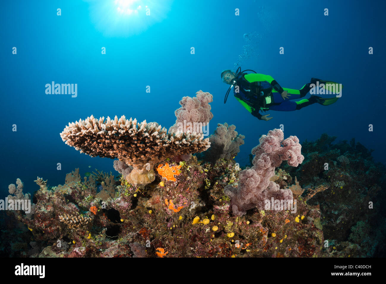 Scuba Diver über Korallenriff, Wakaya, Lomaiviti, Fidschi Stockfoto