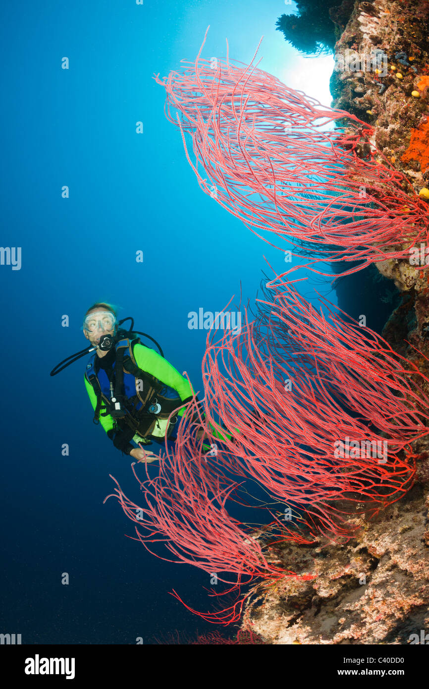 Taucher und rote Peitsche Korallen Ellisella SP., Wakaya, Lomaiviti, Fidschi Stockfoto