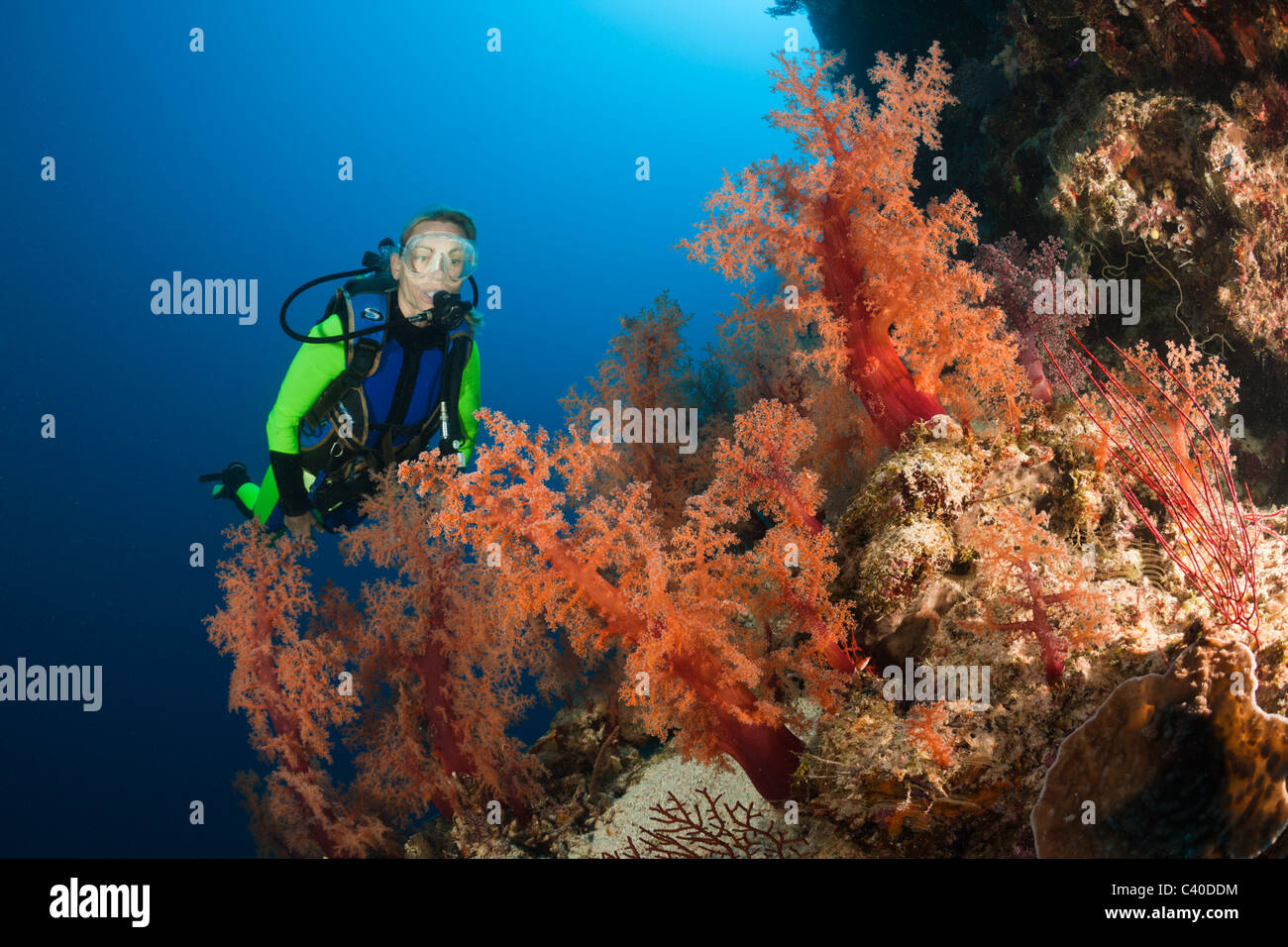 Taucher und rote Weichkorallen, Dendronephthya SP., Wakaya, Lomaiviti, Fidschi Stockfoto