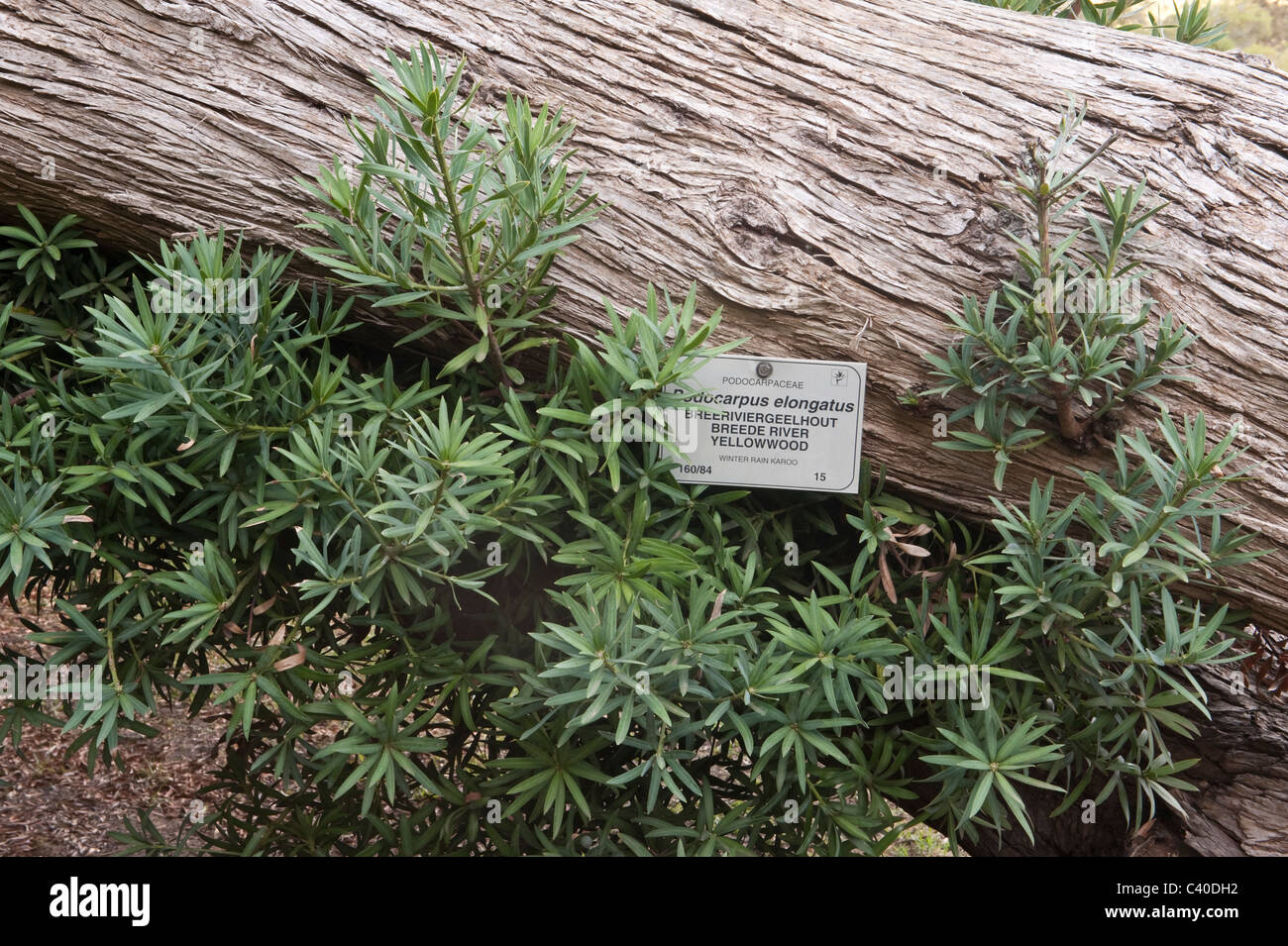 Breede River Yellowwood (Podocarpus verlängert) mit neuen Shouts sprießen auf dem fast 100 Jahre alten Stamm Kirstenbosch National Stockfoto