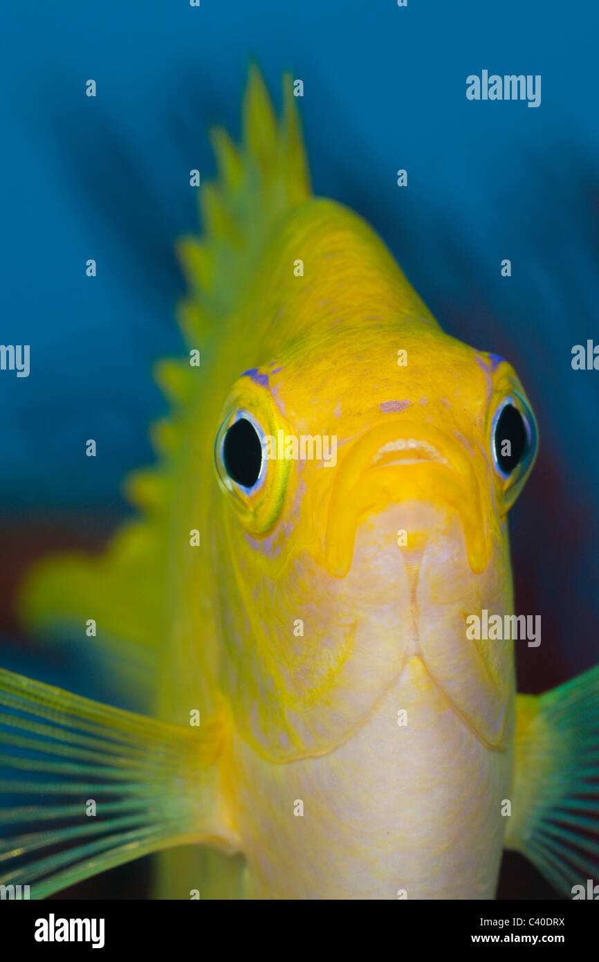 Goldener Riffbarsch, Amblyglyphidodon Aureus, Namena Marine Reserve, Fidschi Stockfoto