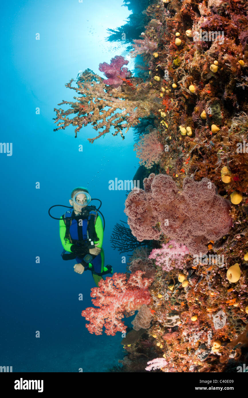 Taucher und Korallenriff, Namena Marine Reserve, Fidschi Stockfoto