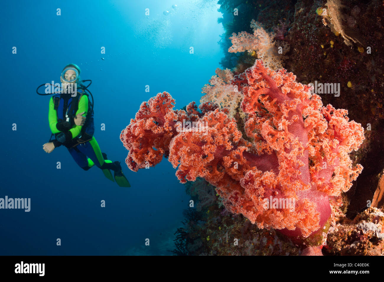 Taucher und Korallenriff, Namena Marine Reserve, Fidschi Stockfoto