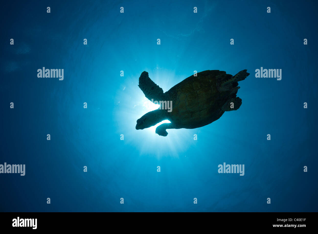 Echte Karettschildkröte bei Gegenlicht, Eretmochelys Imbricata, Namena Marine Reserve, Fidschi Stockfoto