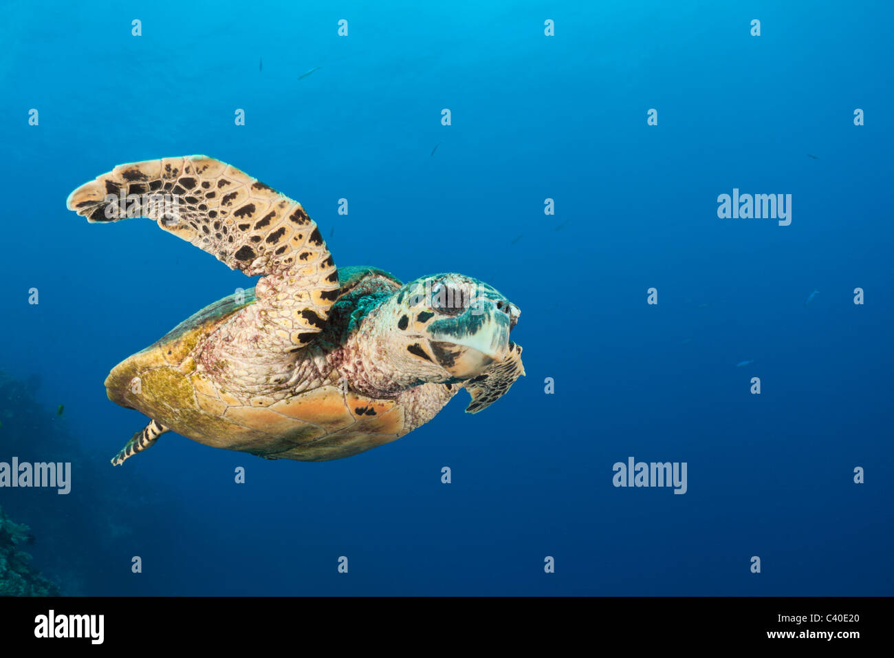 Hawksbill Turtle, Eretmochelys Imbricata, Namena Marine Reserve, Fidschi Stockfoto