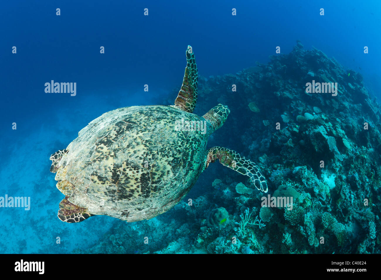 Hawksbill Turtle, Eretmochelys Imbricata, Namena Marine Reserve, Fidschi Stockfoto