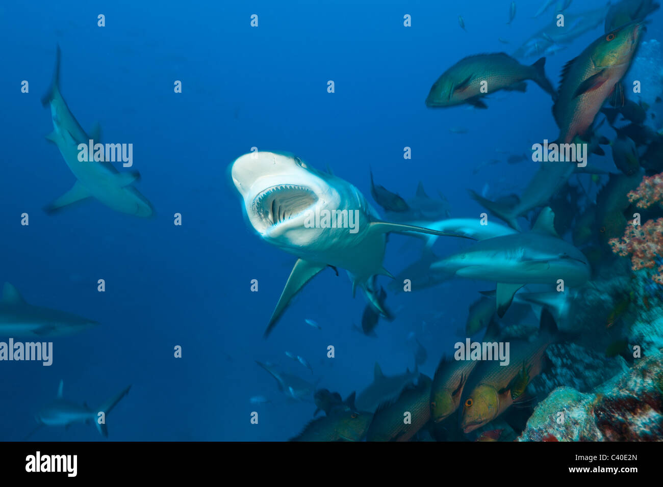 Gruppe von grauen Riffhaien, Carcharhinus Amblyrhynchos, Nagali, Fidschi Stockfoto