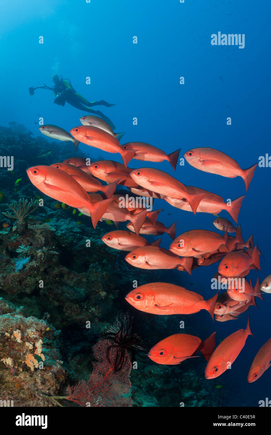 Schlankes Pinjalo Fischschwarm und Taucher, Pinjalo Lewisi, Nagali, Fidschi Stockfoto
