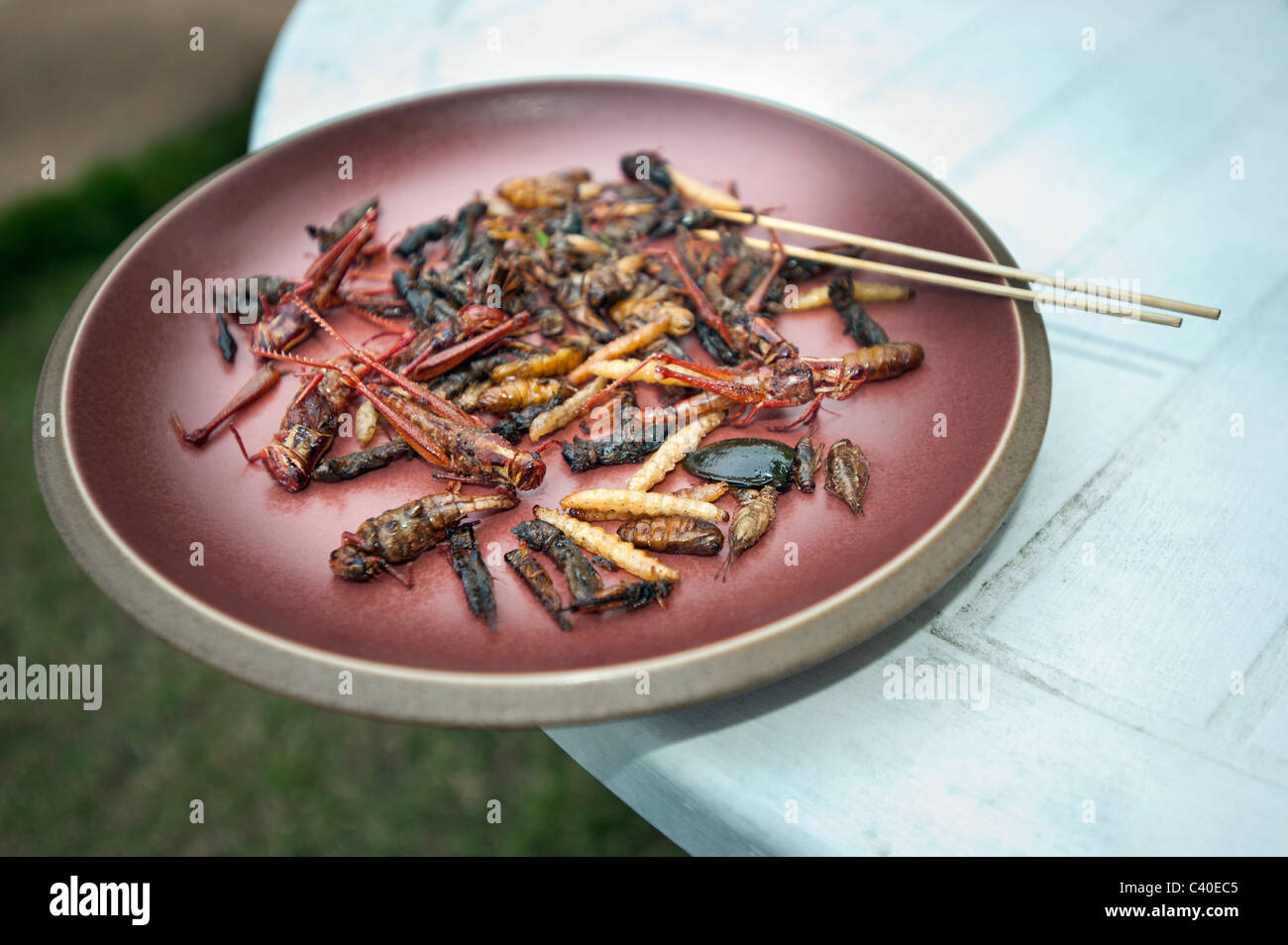 Insekten essen essen gebraten auf Platte Thailand thai thailändischen Snack Insekten leckere feine Cricket Heuschrecke Wurm Fehler made Wurm cockroac Stockfoto