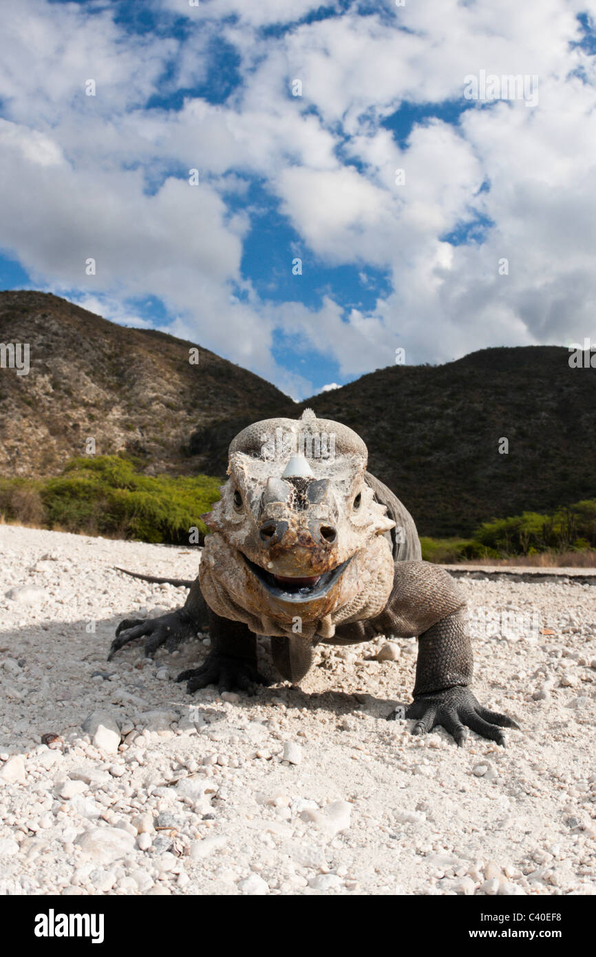 Nashorn-Iguana, Cyclura Cornuta, Nationalpark Isla Cabritos, Lago Enriquillo, Dominikanische Republik Stockfoto