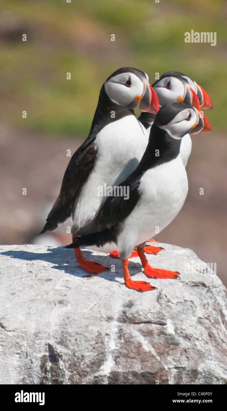 Papageitaucher (Fratercula Arctica) Inner Farne Farne Islands gemeinsame Northumberland England Stockfoto