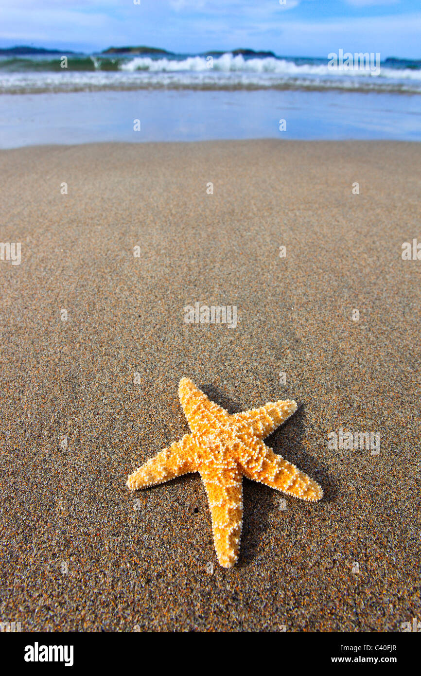 Detail, Himmel, Himmel, Küste, Landschaft, Makro, Bulle, Bullen, Muster, Nahaufnahme, Natur, Norden, Sand, Sandstrand, Schottland, Seestern Stockfoto