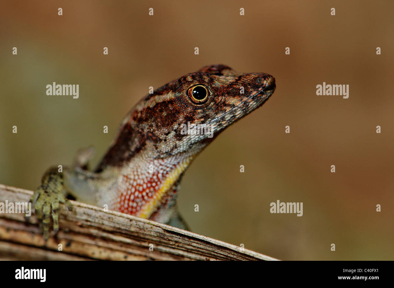 Eidechse, Eidechsen, Anole, Anole Eidechse, Pug-nosed Anole, Leguan, Norops Capito, Reptil, Reptilien, Skala, Skalen, braun, grau, rot Stockfoto