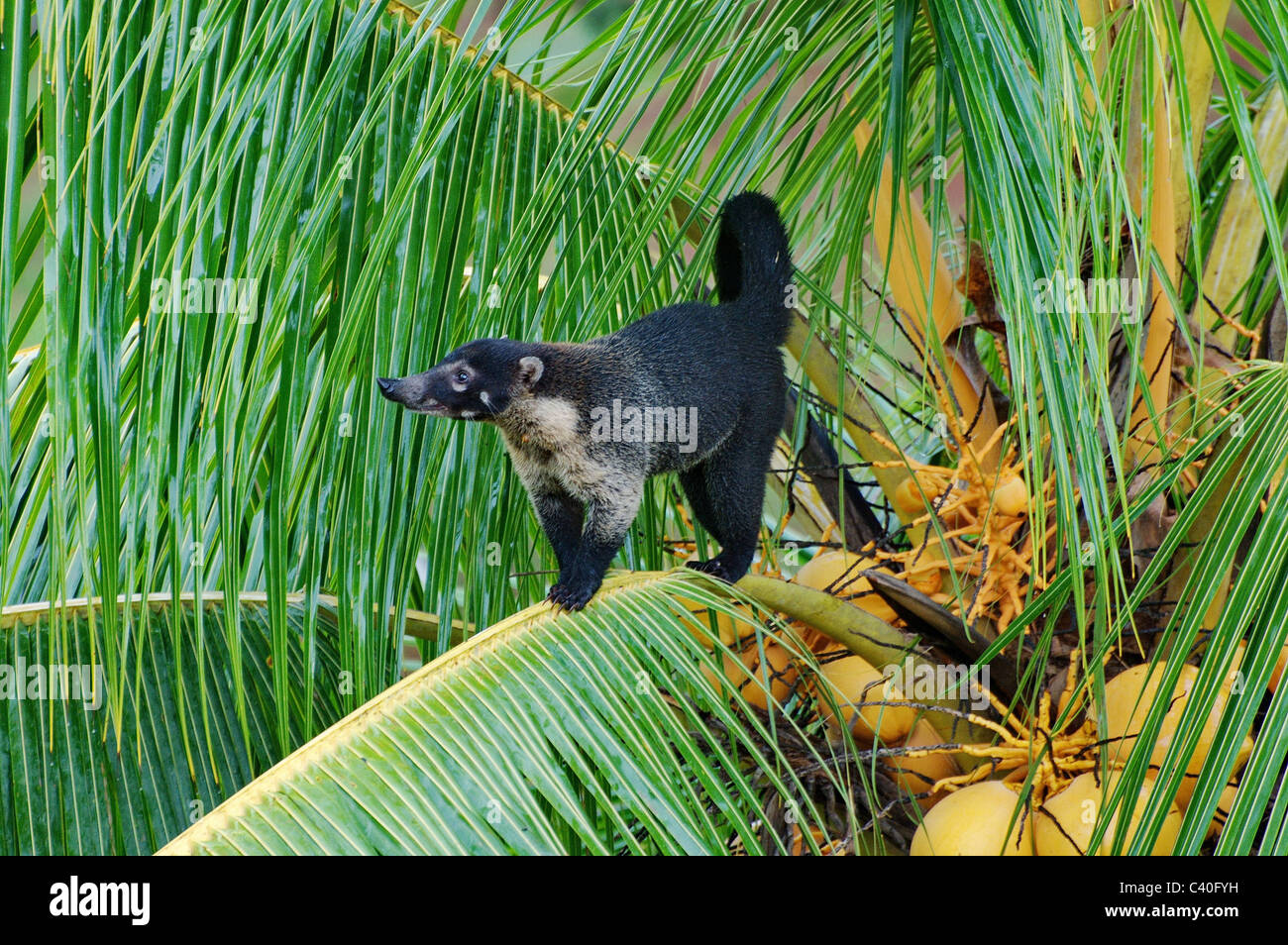 Nasenbär, weiße Nase Nasenbär, Procyonidae, Pizote, Säugetier, Säugetiere, Nasua Narica, Tropical, Regenwald, Costa Rica, Tier, Tiere, Stockfoto