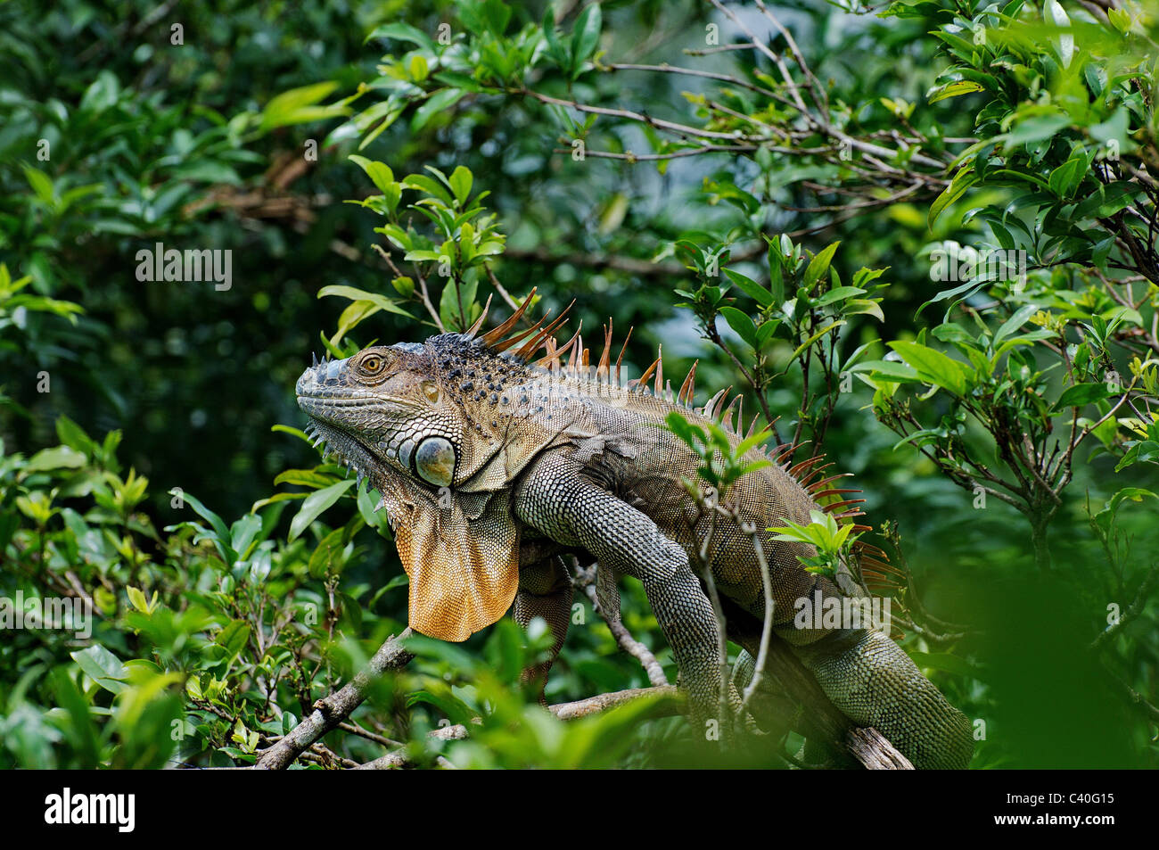 Eidechse, Eidechsen, Leguan, grüner Leguan, Iguana Iguana, Reptil, Reptilien, Skala, Skalen, braun, grün, gepunktet, Tier, Tiere, Stockfoto