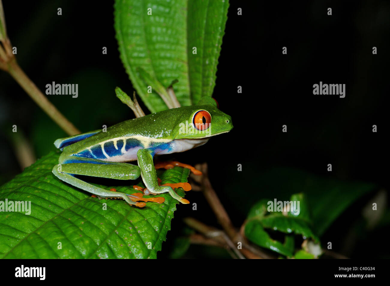 Frosch, Frösche, rotäugigen Baumfrosch, Agalychnis Callidryas, Amphibium, Amphibien, tropischen, costarica, Tier, Tiere, Fauna, wil Stockfoto