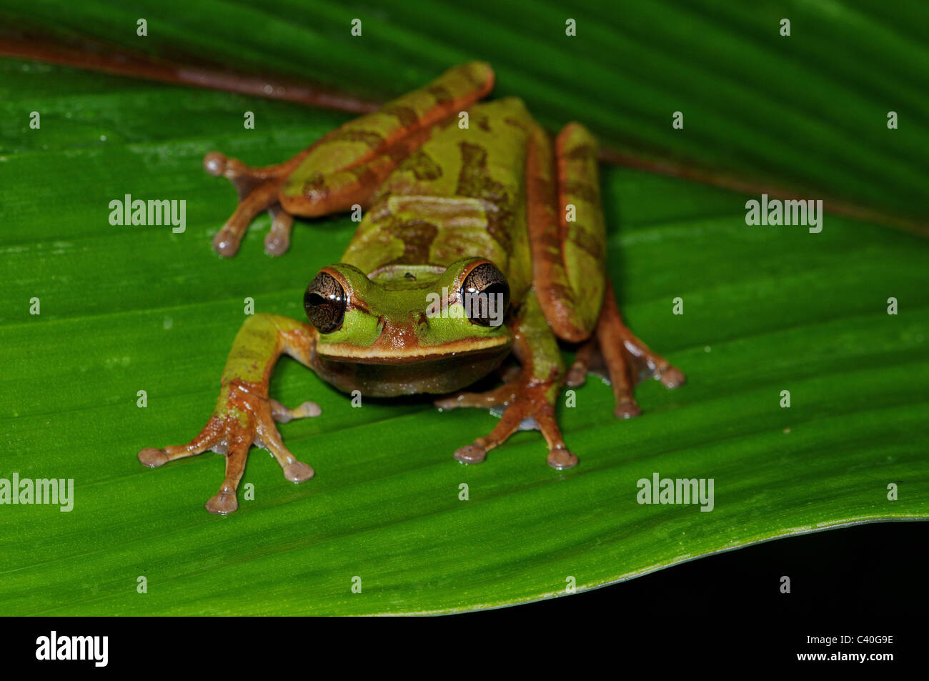 Frosch, Frösche, Laubfrosch, Costa Rica-Laubfrosch, Smilisca Phaeota, Amphibium, Amphibien, tropischen, costarica, Tier, Tiere, fa Stockfoto