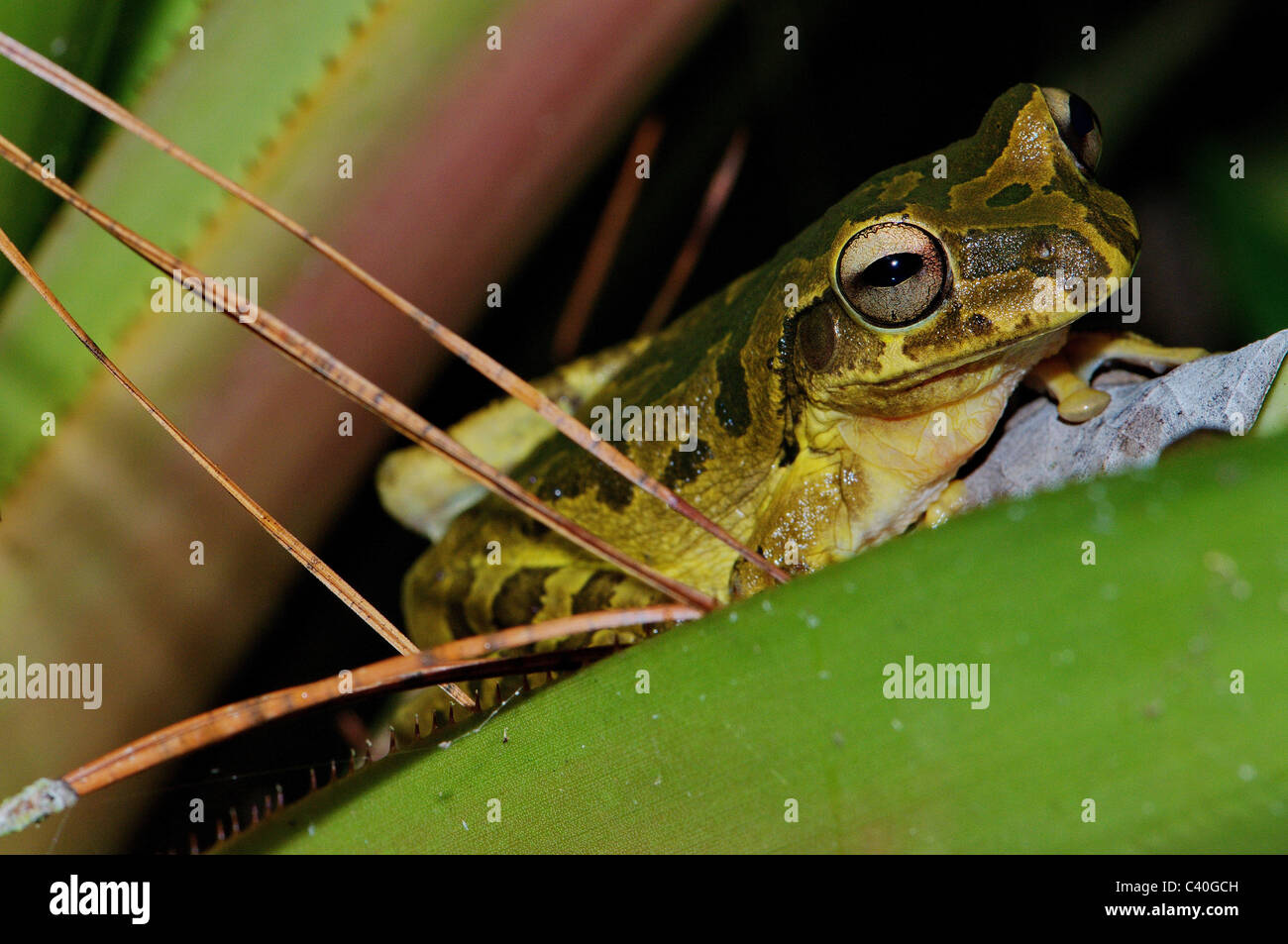 Frosch, Frösche, Laubfrosch, Costa Rica-Laubfrosch, Smilisca Phaeota, Amphibium, Amphibien, tropischen, costarica, Tier, Tiere, fa Stockfoto