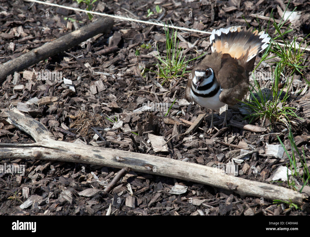 Killdeer auf Nest Stockfoto