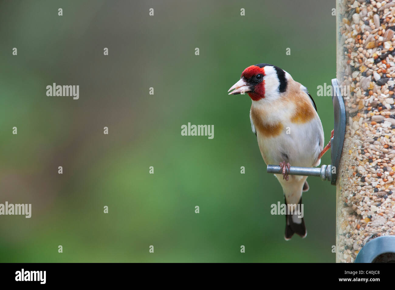 Goldfinch auf vogelfutter Zuführung im Frühjahr. Großbritannien Stockfoto
