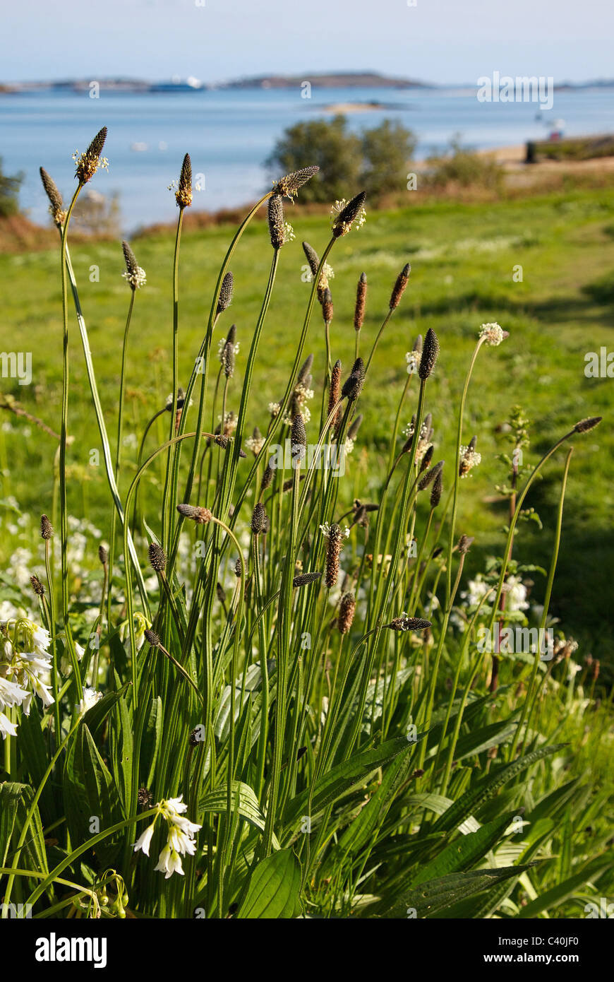 Robuste Pflanze der Spitzwegerich Spitzwegerich Plantago Lanceolata wächst in einem Feldrand nahe dem Meer in die Isles of Scilly Stockfoto