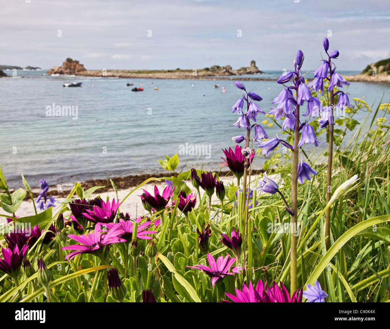 Spanische Glockenblumen und südafrikanischen Gänseblümchen Periglis Strand auf St. Agnes in die Isles of Scilly Stockfoto