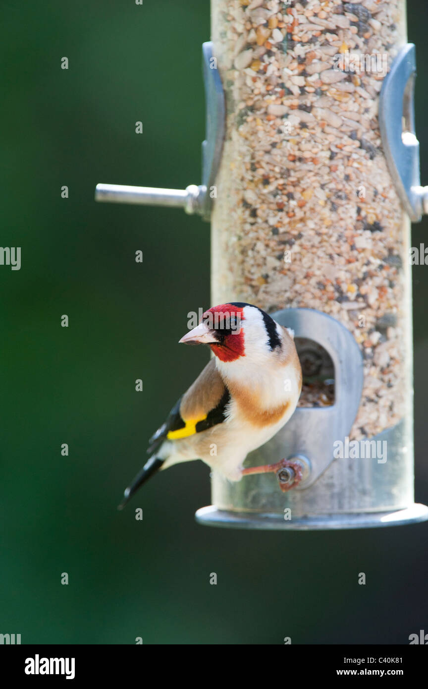 Goldfinch auf vogelfutter Zuführung im Frühjahr. Großbritannien Stockfoto