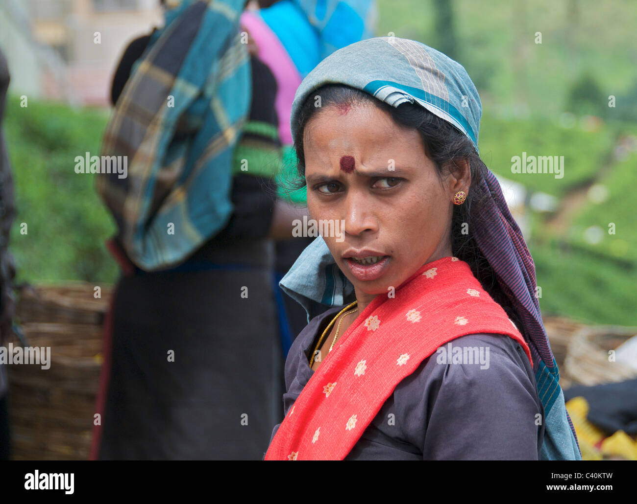 Porträt-weibliche Tee-Picker St. Clair Tea Estate Talawakele Hochland Sri Lanka Stockfoto