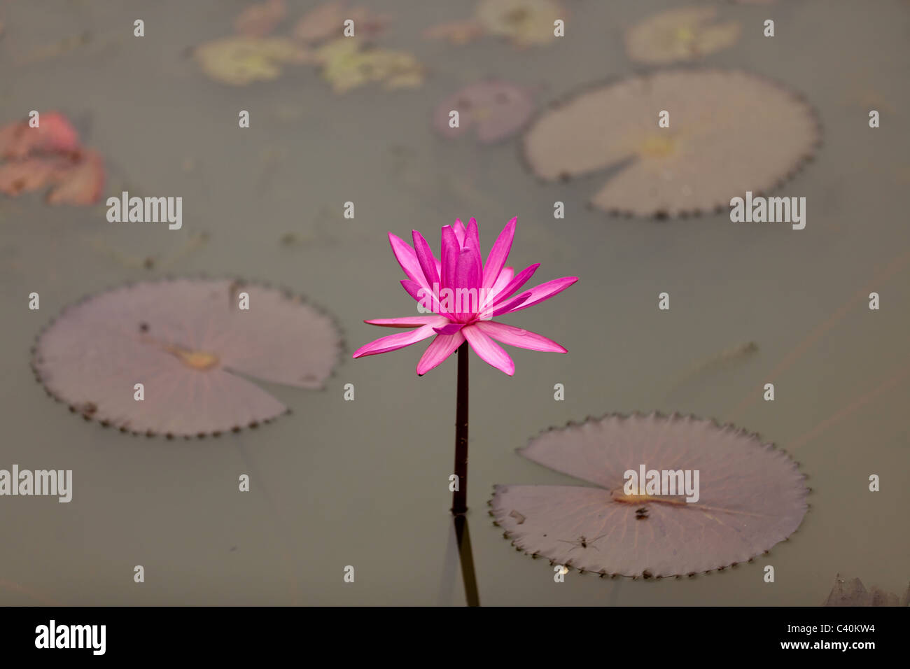 Rosa Seerose im Teich, thailand Stockfoto