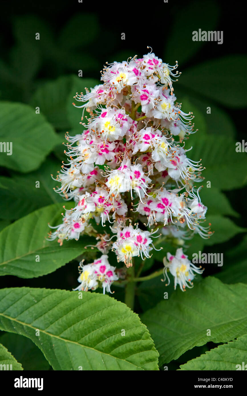 Bunte Blütenstand und Blätter der Rosskastanie Baum Aesculus Hippocastanum im Frühjahr Stockfoto