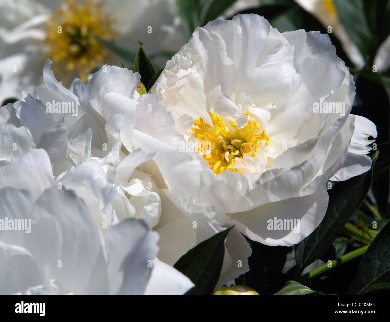 Pfingstrose Paeonia Miss America Paeoniaceae Stockfoto