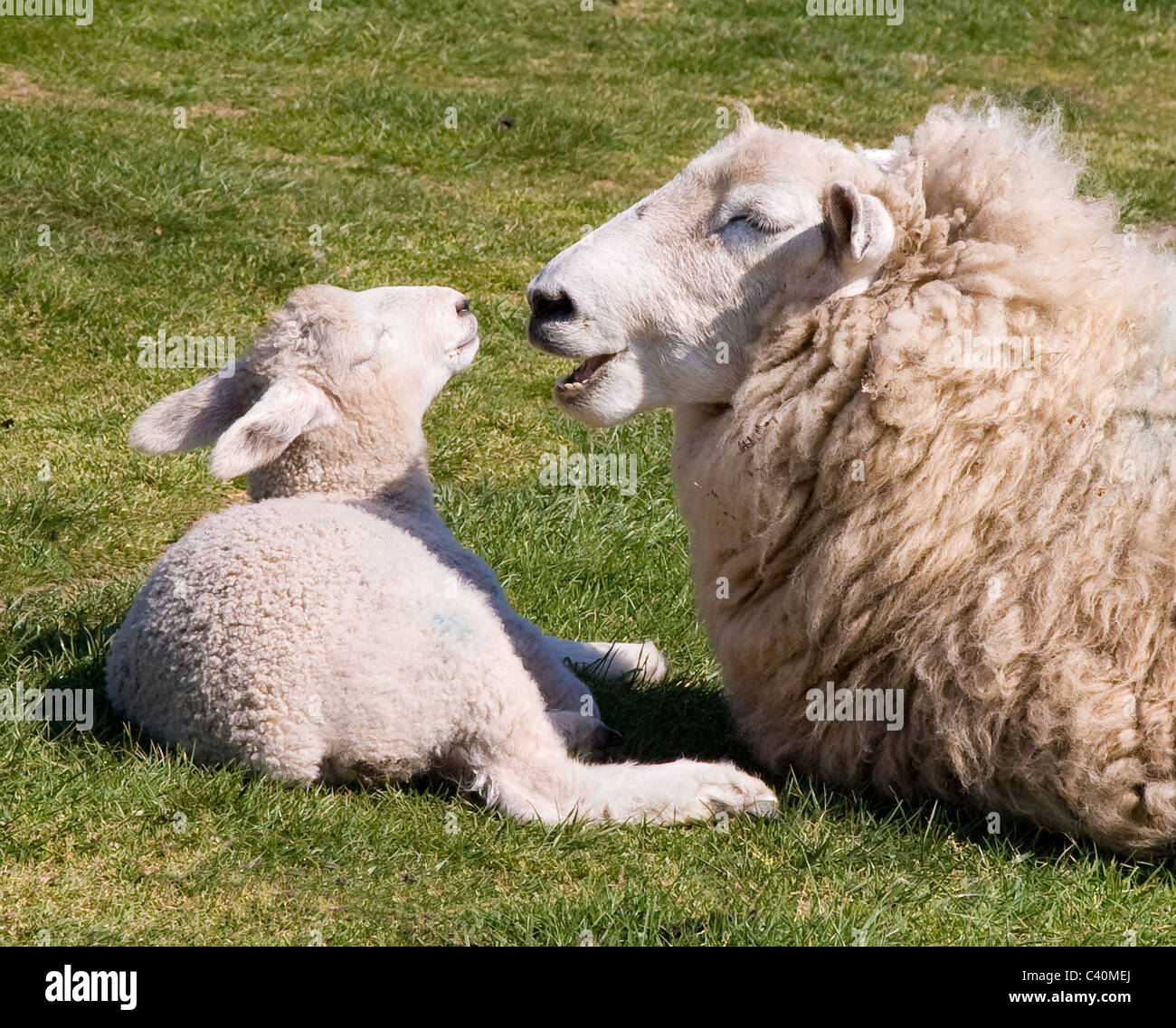 Weißen konfrontiert Ewe im Gespräch mit ihrem Lamm in der Frühlingssonne Stockfoto