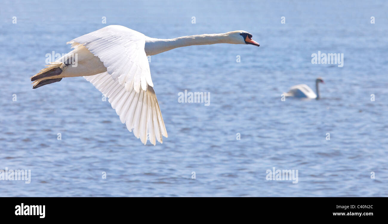 Höckerschwan Cob im Flug an Abbotsbury Swannery in Dorset Stockfoto