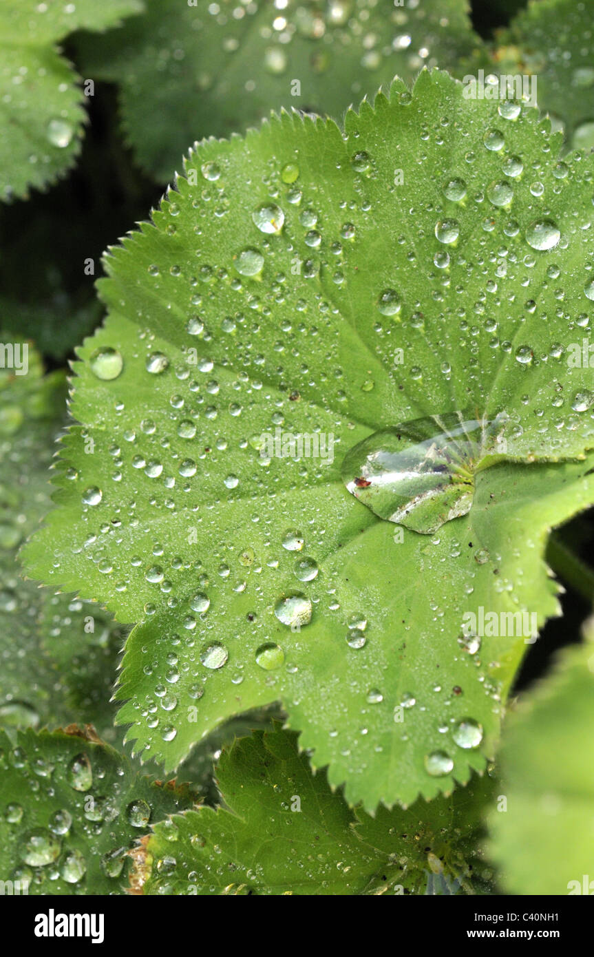Sicke auf Alchemilla Mollis nach dem Regen lässt das Wasser. Stockfoto