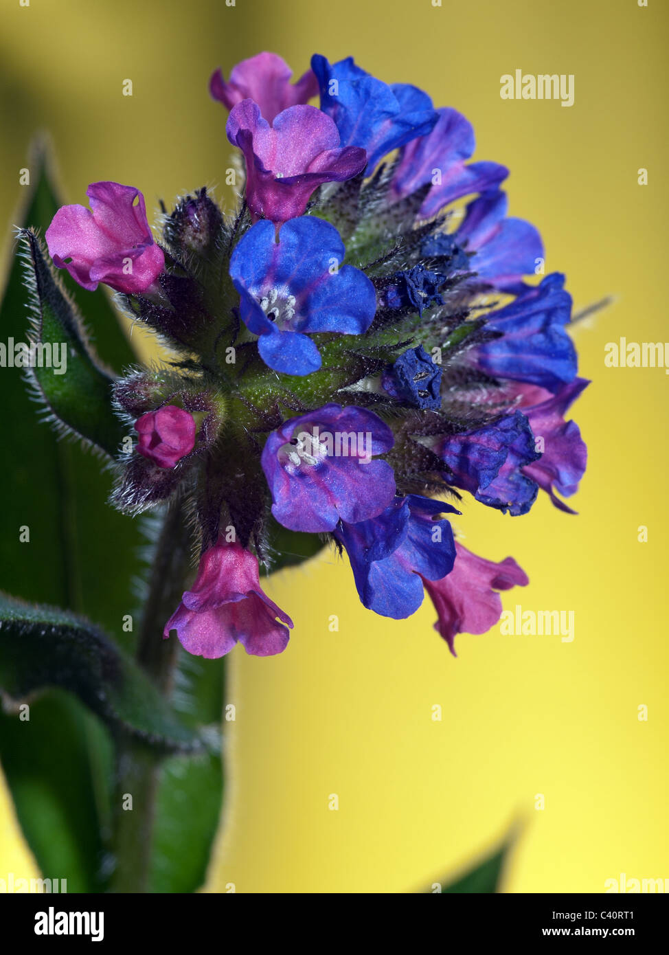Lungenkraut, Pulmonaria Longifolia, Porträt von blauen und roten Blumen mit schönen Out-of-Fokus-Hintergrund. Stockfoto