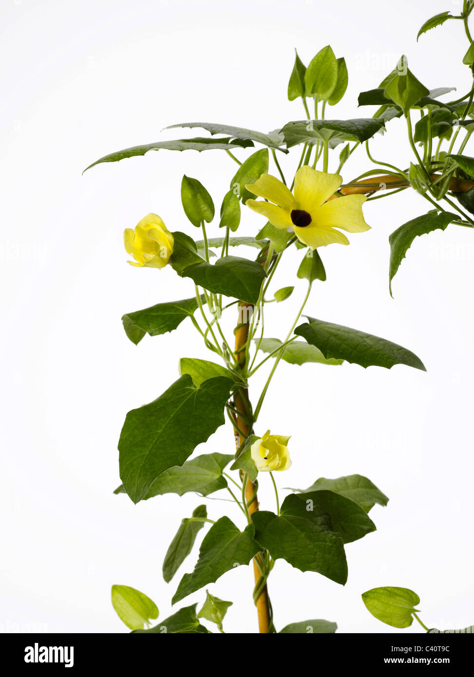 Blühenden Sonnenhut Thunbergia Rebe Spalier Stockfoto