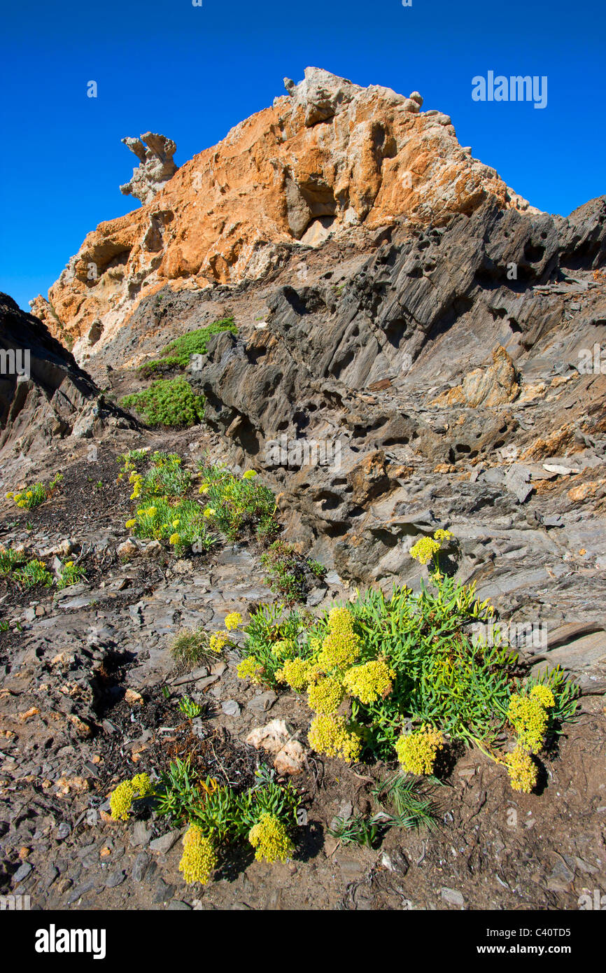 Cap de Creus, Spanien, Europa, Katalonien, Costa Brava, Küste, Felsenküste, Kap, Fels, Felsen, Klippe Formen, Erosion, Pflanzen Stockfoto