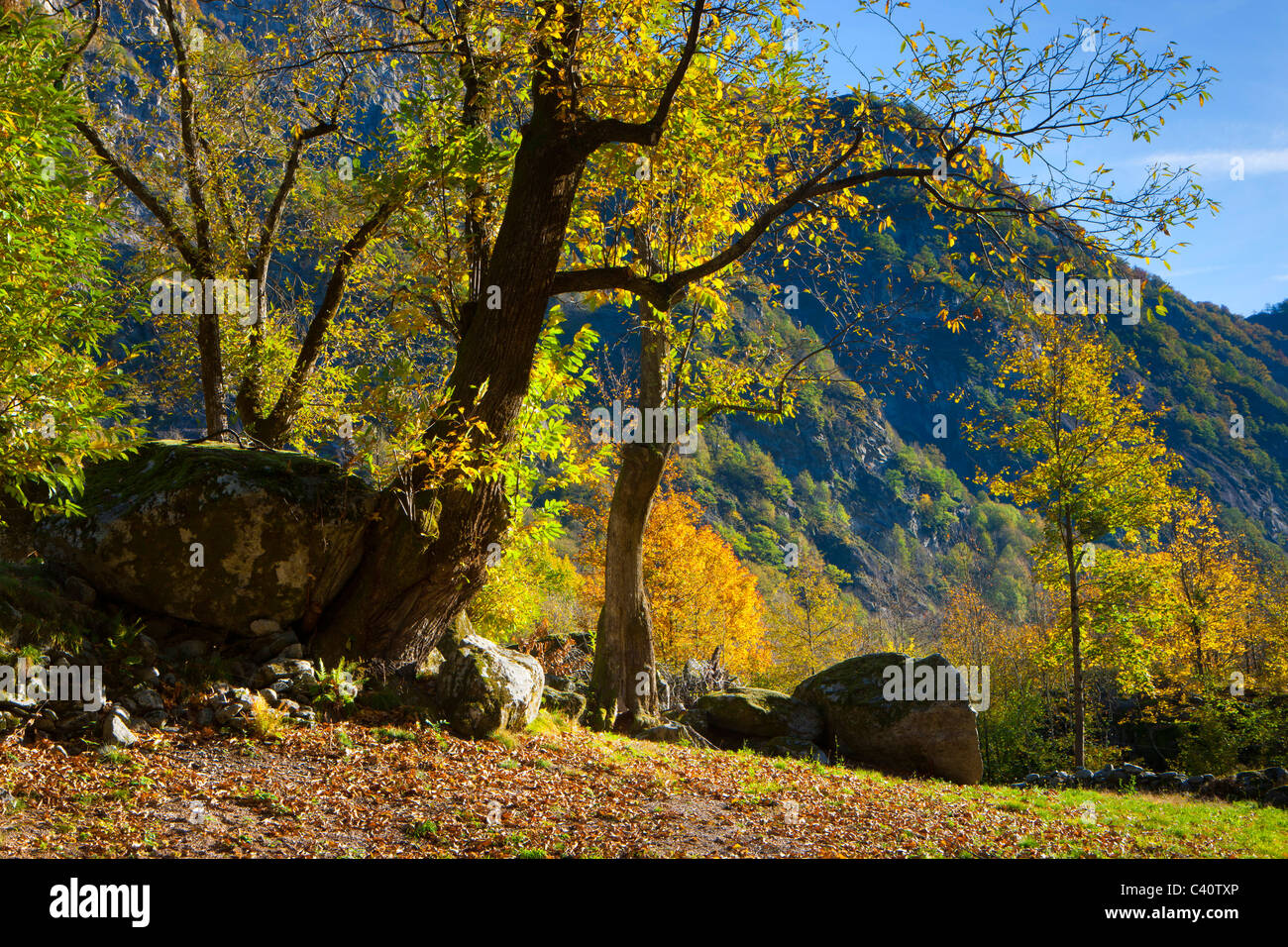 Bavona Tal Der Schweiz Europa Kanton Tessin Felsen Klippe Holz Wald Baume Laubbaume Kastanien Herbst Stockfotografie Alamy