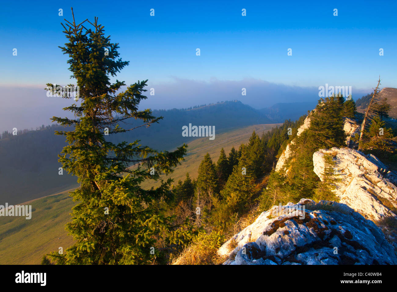 Chasseral, Schweiz, Europa, Kanton Bern, Berner Jura, Aussichtspunkt, Aussichtspunkt, Felsen, Klippe, Abendlicht, Bäume, Tannen Stockfoto