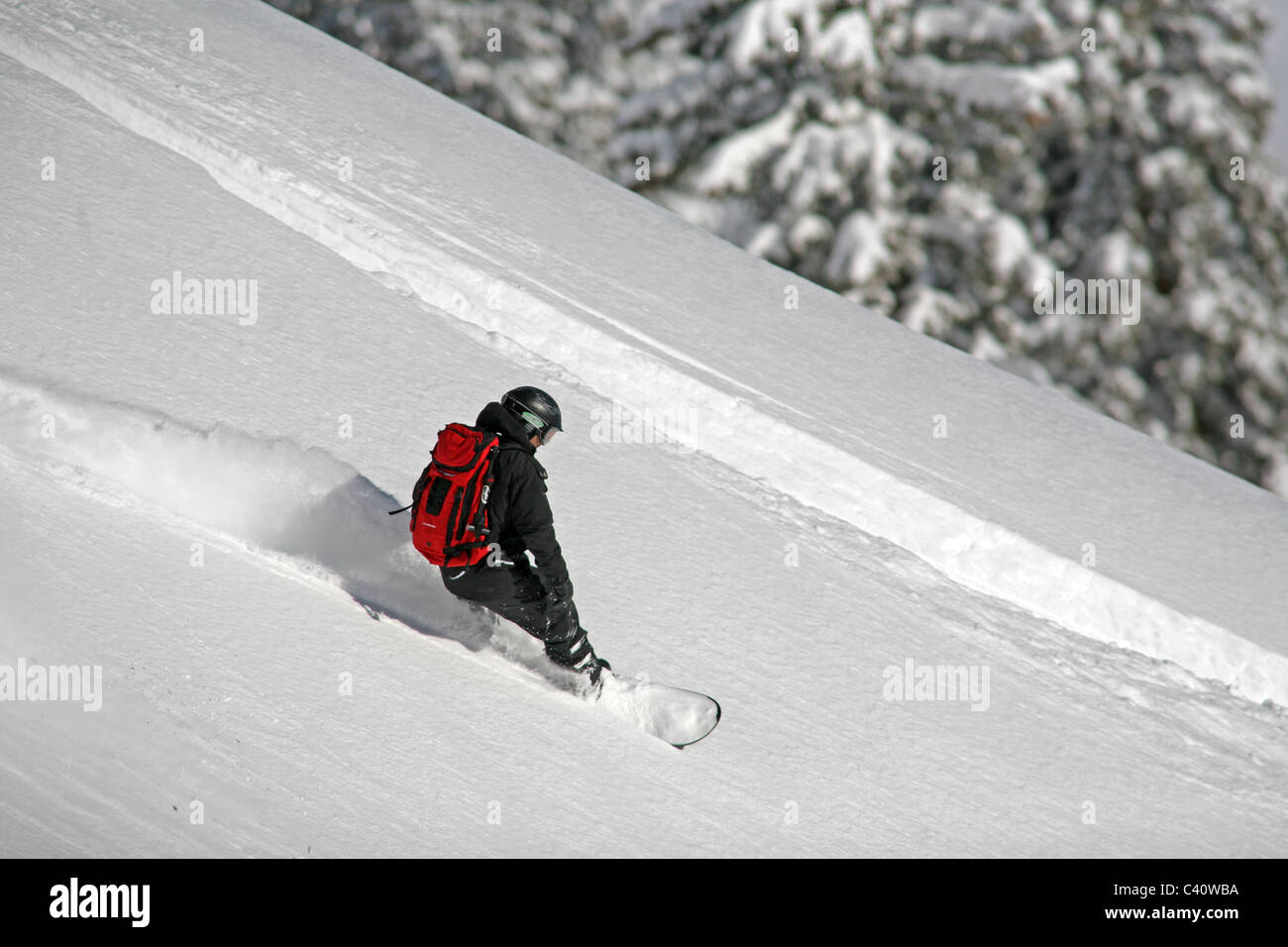 Snowboarder genießt frische, Tiefschnee abseits der Pisten im Skigebiet Brighton. Salt Lake City, Utah, USA, Nordamerika Stockfoto