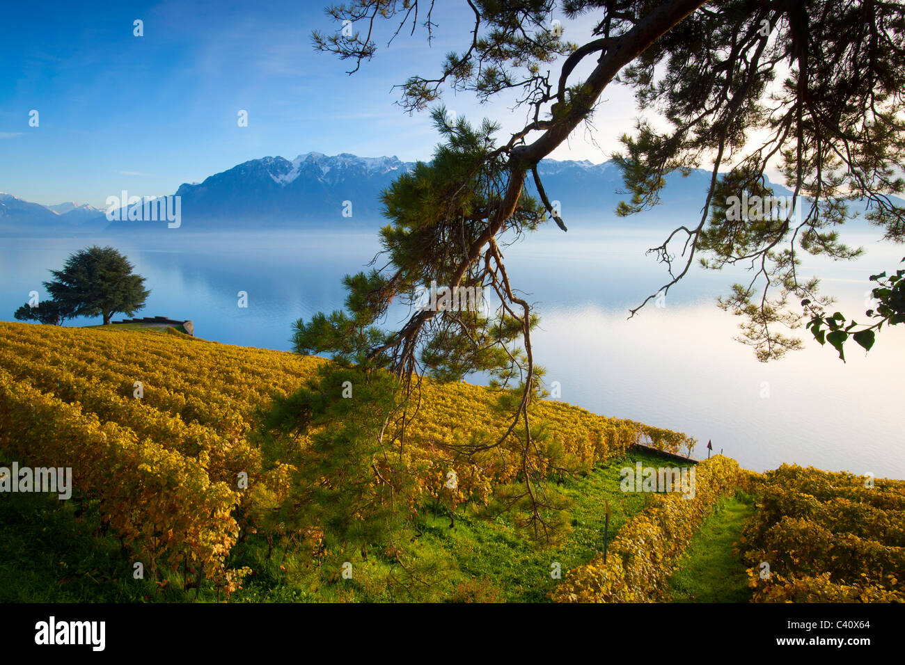 St. Saphorin, Schweiz, Europa, Kanton Waadt, Lavaux, Weinbaugebiet, UNESCO-Welterbe, See, Genfer See, Weinberge Stockfoto