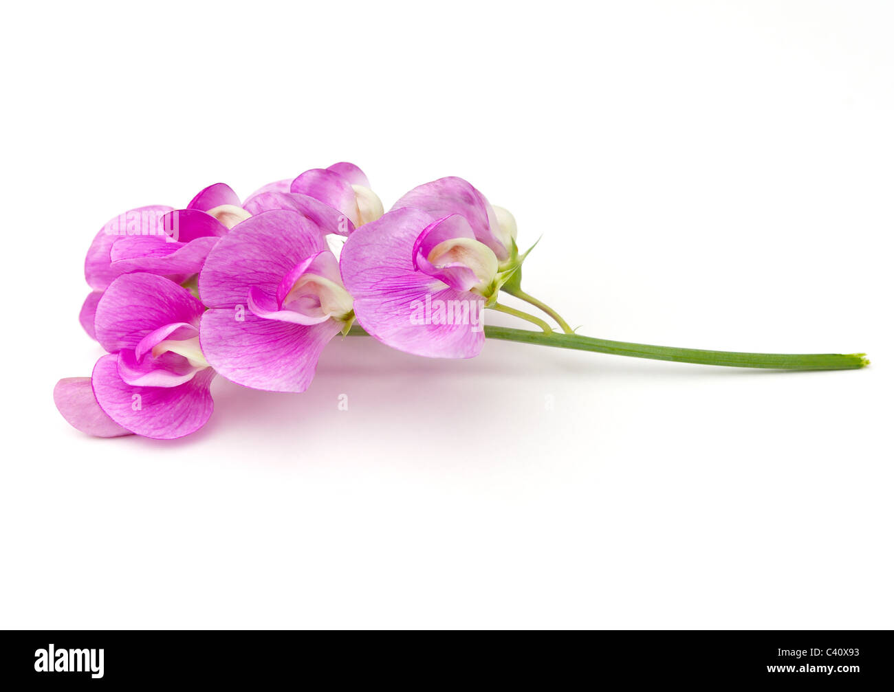 Duftende Platterbse (Lathyrus man) Blüten auf weißem Hintergrund Stockfoto